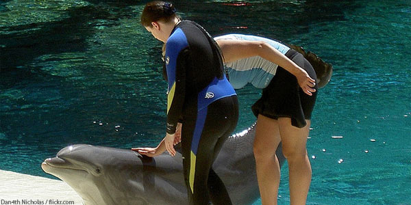 Mirage Dolphin Habitat Las Vegas